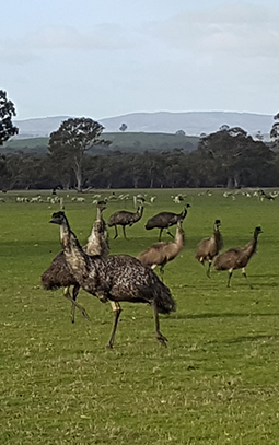 Emus both adults and young on Redman Farm beside Grampians Paradise Camping and Caravan Parkland